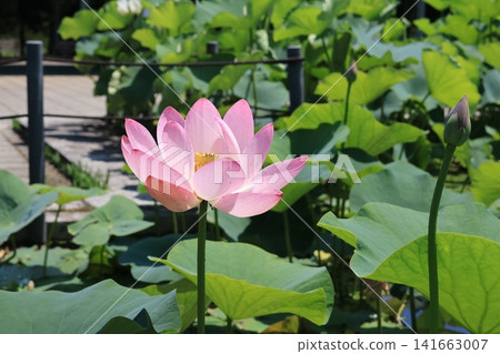 埼玉縣行田市古台蓮之鄉的蓮花 埼玉縣行田市古台蓮之鄉的蓮花 141663007