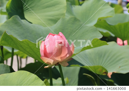 埼玉縣行田市古台蓮之鄉的蓮花 埼玉縣行田市古台蓮之鄉的蓮花 141663008