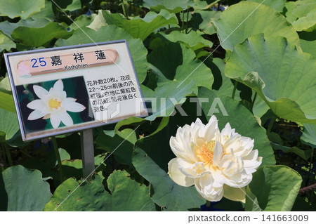 埼玉縣行田市古台蓮之鄉的蓮花 埼玉縣行田市古台蓮之鄉的蓮花 141663009