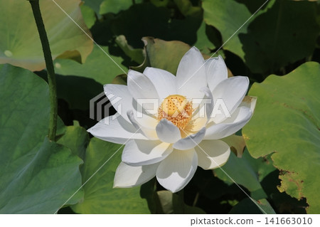 埼玉縣行田市古台蓮之鄉的蓮花 埼玉縣行田市古台蓮之鄉的蓮花 141663010