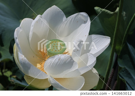 埼玉縣行田市古台蓮之鄉的蓮花 埼玉縣行田市古台蓮之鄉的蓮花 141663012