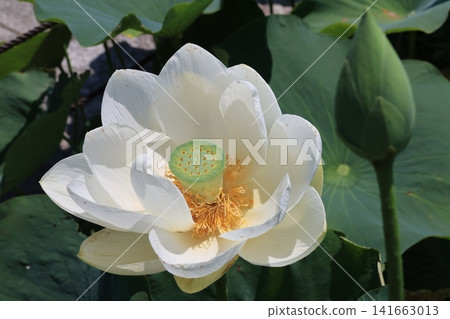 埼玉縣行田市古台蓮之鄉的蓮花 埼玉縣行田市古台蓮之鄉的蓮花 141663013