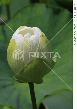 埼玉縣行田市古台蓮之鄉的蓮花 埼玉縣行田市古台蓮之鄉的蓮花 141663014