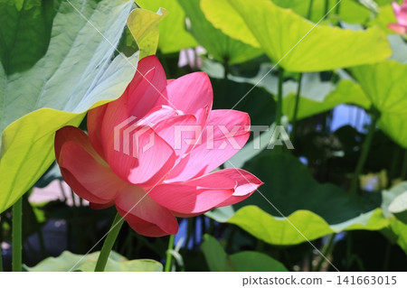 Lotus flowers at Kodai Hasu no Sato (Ancient Lotus Village) in Gyoda City, Saitama Prefecture 141663015