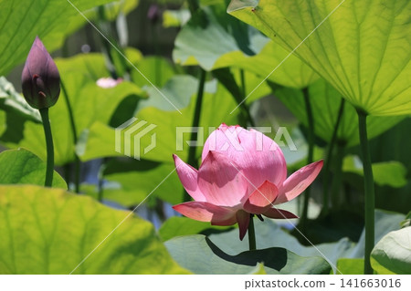 埼玉縣行田市古台蓮之鄉的蓮花 埼玉縣行田市古台蓮之鄉的蓮花 141663016