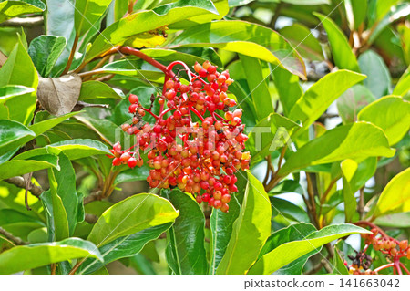 鮮紅色的珊瑚莓果(夏季,七月) 鮮紅色的珊瑚莓果(夏季,七月) 141663042
