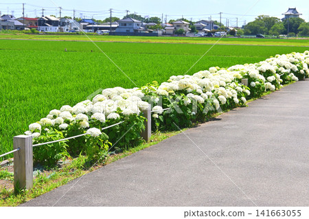Kisai Hydrangea Road Kisai Hydrangea Road 141663055