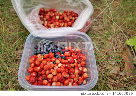 Freshly Picked Forest Berries in Hand and Plastic Container Freshly Picked Forest Berries in Hand and Plastic Container 141663059