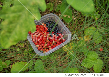 Plastic Container Filled with Fresh Forest Berries Plastic Container Filled with Fresh Forest Berries 141663060