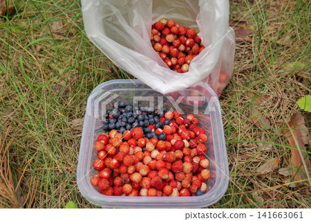 Wild Strawberries and Bilberries in Plastic Container and Bag Wild Strawberries and Bilberries in Plastic Container and Bag 141663061