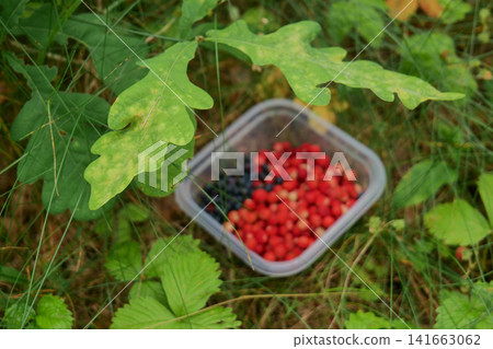 Summer Berry Harvest in Plastic Container Summer Berry Harvest in Plastic Container 141663062