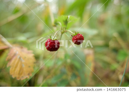 Two Ripe Wild Strawberries on a Forest Plant 141663075