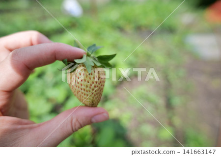 Hand holding an unripe green strawberry in a garden 141663147
