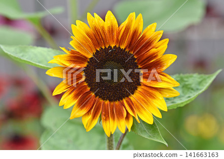 Each sunflower has a yellow and maroon edge. Each sunflower has a yellow and maroon edge. 141663163