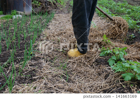 Gardener weeding a row of garlic plants in a home garden Gardener weeding a row of garlic plants in a home garden 141663169