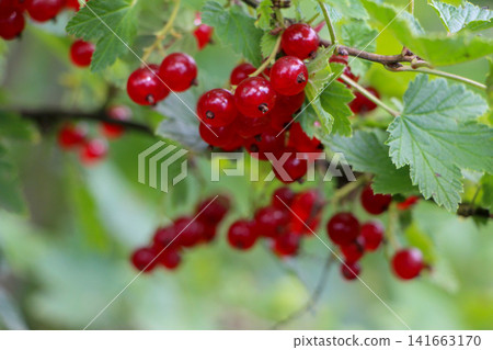 Red Currants Hanging on Bush Red Currants Hanging on Bush 141663170