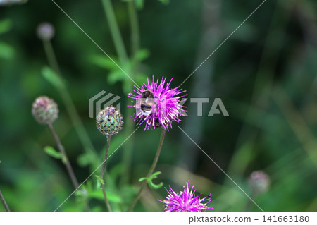 Purple Allium Flowers in Meadow Purple Allium Flowers in Meadow 141663180