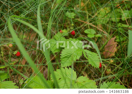 Ripe Wild Strawberries Covering Forest Floor Ripe Wild Strawberries Covering Forest Floor 141663186
