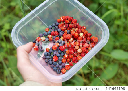 Hand Holding Plastic Container with Wild Strawberries and Bilberries Hand Holding Plastic Container with Wild Strawberries and Bilberries 141663198