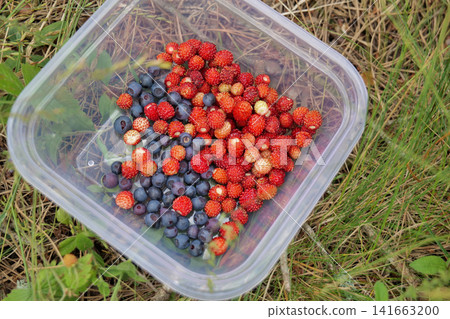 Freshly Picked Forest Berries in Hand and Plastic Container Freshly Picked Forest Berries in Hand and Plastic Container 141663200