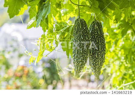 Growing bitter melon in a home garden Growing bitter melon in a home garden 141663219