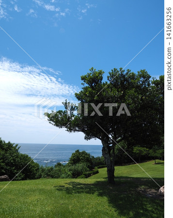 Kochi Prefecture, Tosa Southwest Large-Scale Park: Large trees on a hill overlooking the Pacific Ocean and the blue summer sky. Kochi Prefecture, Tosa Southwest Large-Scale Park: Large trees on a hill overlooking the Pacific Ocean and the blue summer sky. 141663256