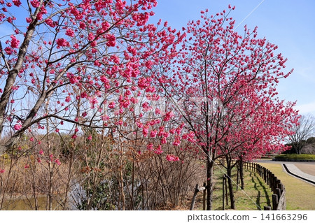 Early spring flower: Kanhizakura (Prunus campanulata) Early spring flower: Kanhizakura (Prunus campanulata) 141663296