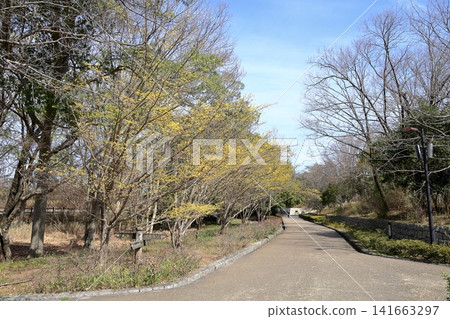 Early spring flower: Cornelian cherry (Cornus officinalis) Early spring flower: Cornelian cherry (Cornus officinalis) 141663297