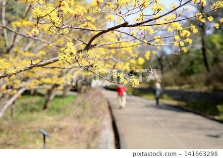 Early spring flower: Cornelian cherry (Cornus officinalis) Early spring flower: Cornelian cherry (Cornus officinalis) 141663298