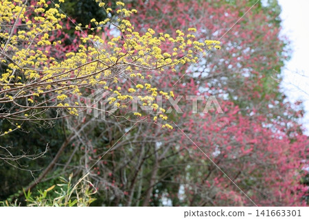 Early spring flower: Cornelian cherry (Cornus officinalis) Early spring flower: Cornelian cherry (Cornus officinalis) 141663301