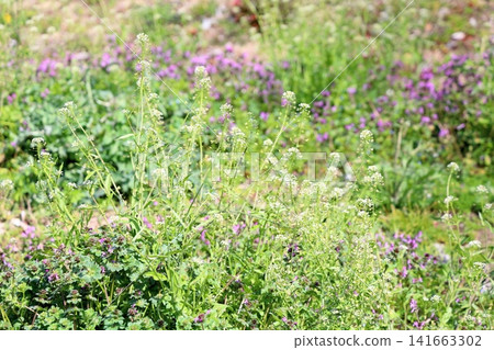 Seven spring herbs, shepherd's purse flower Seven spring herbs, shepherd's purse flower 141663302