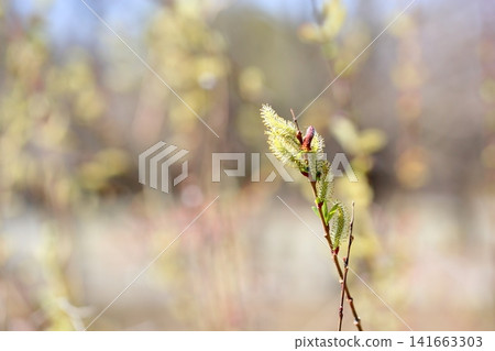 Early spring flowers: Salix gracilistyla Early spring flowers: Salix gracilistyla 141663303