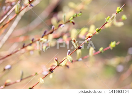 Early spring flowers: Salix gracilistyla Early spring flowers: Salix gracilistyla 141663304