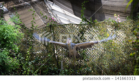 在神戶動物王國,通常保持靜止不動的鯨頭鸛展開巨大的翅膀,展翅飛翔。 在神戶動物王國,通常保持靜止不動的鯨頭鸛展開巨大的翅膀,展翅飛翔。 141663313
