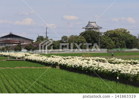 埼玉縣加須市喜西町的白色安娜貝爾繡球花盛開的景象。 埼玉縣加須市喜西町的白色安娜貝爾繡球花盛開的景象。 141663319