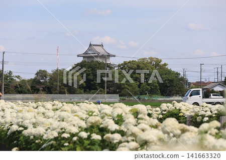 埼玉縣加須市喜西町的白色安娜貝爾繡球花盛開的景象。 141663320