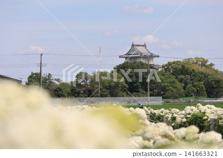 埼玉縣加須市喜西町的白色安娜貝爾繡球花盛開的景象。 埼玉縣加須市喜西町的白色安娜貝爾繡球花盛開的景象。 141663321