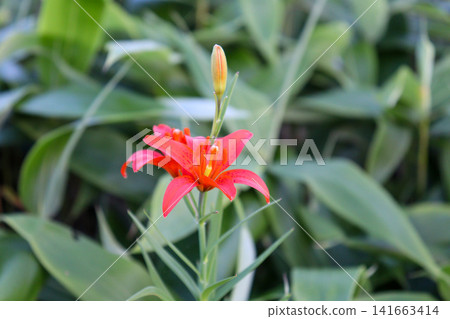Ehime, Shikoku Karst: Lilies blooming on the summer plateau. Ehime, Shikoku Karst: Lilies blooming on the summer plateau. 141663414