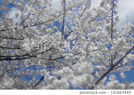 Cherry blossoms in full bloom and blue sky Cherry blossoms in full bloom and blue sky 141663449