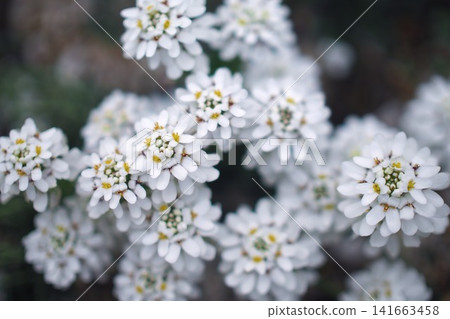 Iberis, a cluster of small white flowers 141663458