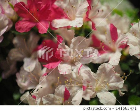 花葉杜鵑(粉紅色和白色) 花葉杜鵑(粉紅色和白色) 141663471