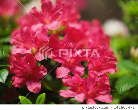鮮紅色的杜鵑花(春季花壇) 鮮紅色的杜鵑花(春季花壇) 141663472