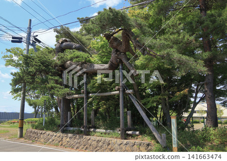 相嘉里松(宮城縣七濱町大崎) 相嘉里松(宮城縣七濱町大崎) 141663474