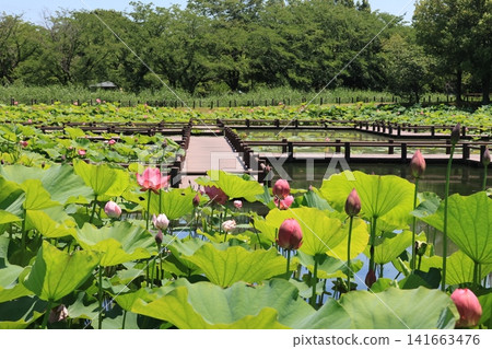 埼玉縣行田市古蓮花村風光 埼玉縣行田市古蓮花村風光 141663476