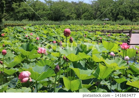 Scenery of ancient lotus village in Gyoda City, Saitama Prefecture 141663477