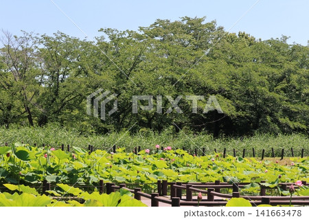 埼玉縣行田市古蓮花村風光 埼玉縣行田市古蓮花村風光 141663478