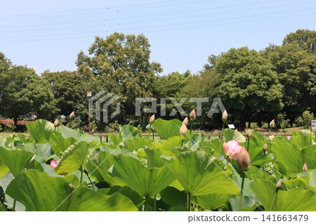 埼玉縣行田市古蓮花村風光 埼玉縣行田市古蓮花村風光 141663479