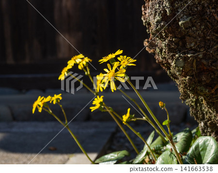 Delicately blooming Farfugium japonicum 141663538