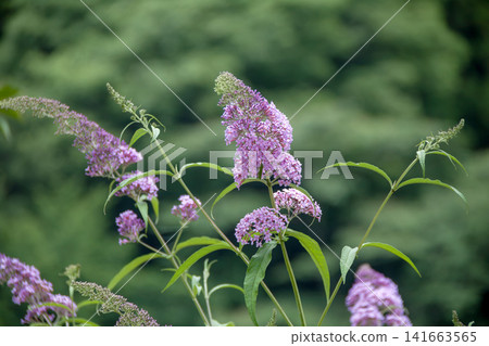 野生醉魚草 (Buddleja japonica) 141663565