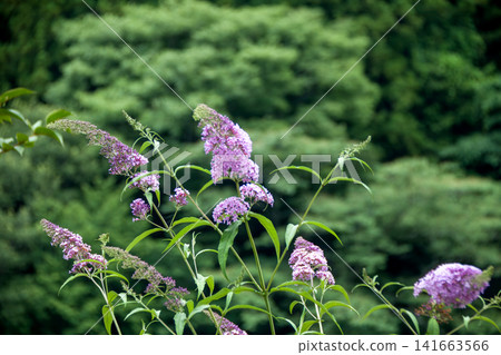 Wild Buddleja (Buddleja japonica) Wild Buddleja (Buddleja japonica) 141663566